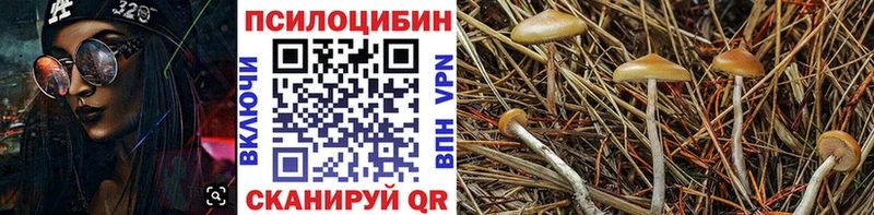 закладка  Уссурийск  Псилоцибиновые грибы Magic Shrooms 